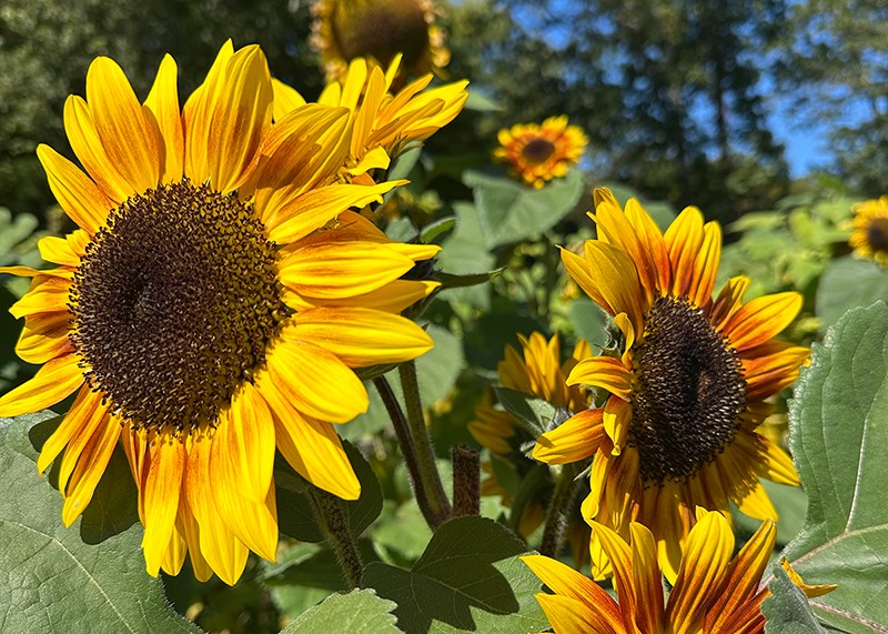 Paint and Cider: Sunflowers